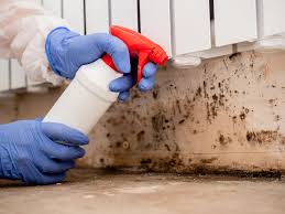 Best Emergency Mold Remediation in Auburn, ME